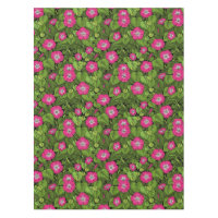 Gloire du matin en rose et vert