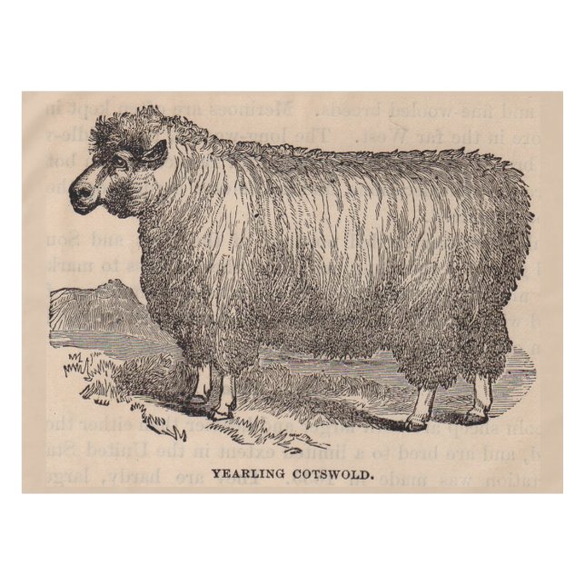 Nappe Imprimé au 19e siècle année Cotswold brebis (Devant (Horizontal))