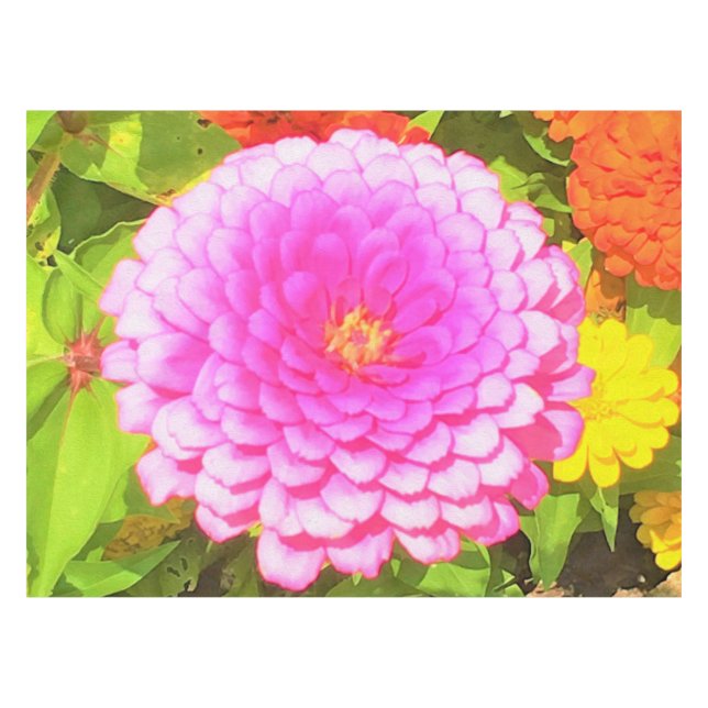 Nappe Joli rose ronde Zinnia dans le jardin d'été (Devant (Horizontal))