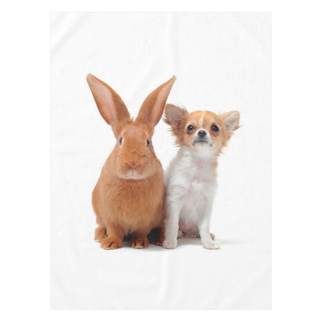 Nappe Le Lapin Et La Poméranie Semblent Très Innocents (Devant)