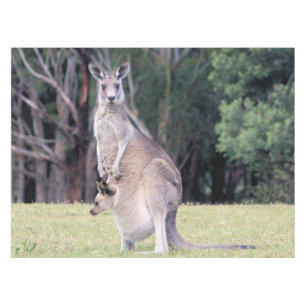 Nappe Mère Kangaroo avec bébé Joey dans sa poche