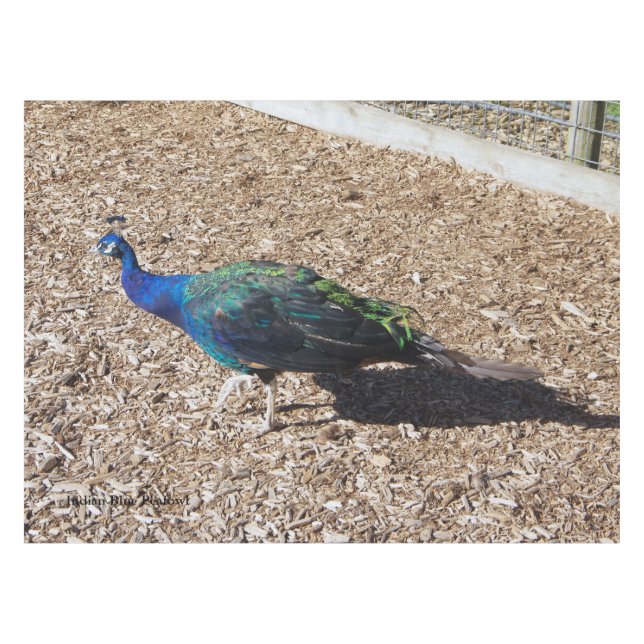 nappe Paon bleu indien (Devant (Horizontal))