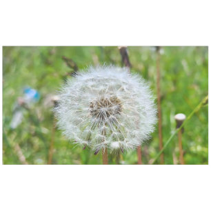 Nappe Parfaite dent-de-lion – Photographie botanique mac