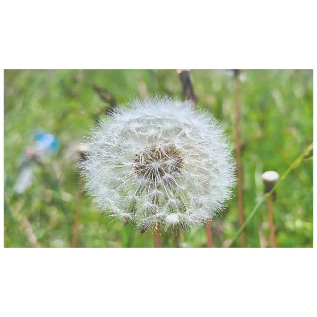 Nappe Parfaite dent-de-lion – Photographie botanique mac (Devant (Horizontal))