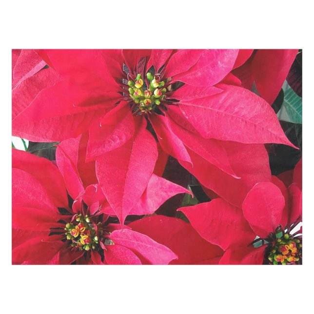 Nappe Poinsettias rouges (Devant (Horizontal))