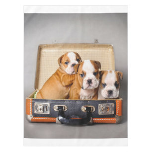 Nappe Superbes chiots Bulldog   AMOUREUX DES CHIENS