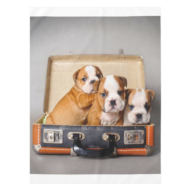 Nappe Superbes chiots Bulldog | AMOUREUX DES CHIENS (Devant)