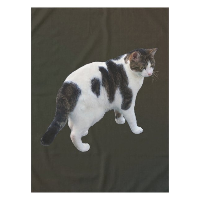 Nappe Tabby Blanc Avec Patches Sombres (Devant)