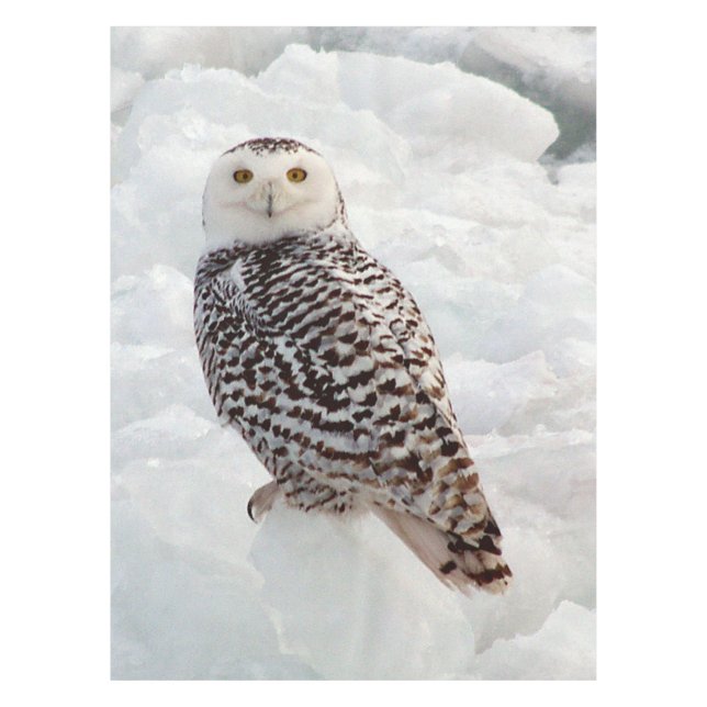 Nappe Toile de table Snowy Owl (Devant)