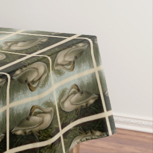 Nappe Trumpeter Swan