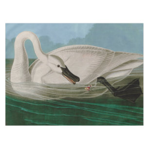 Nappe Trumpeter Swan Birds of America Audubon Print