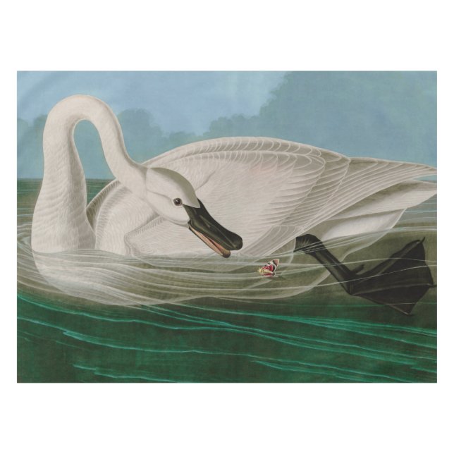 Nappe Trumpeter Swan Birds of America Audubon Print (Devant (Horizontal))