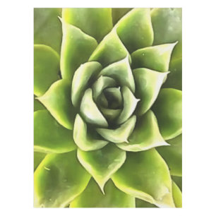 Nappe Vert Succulent Gros Plan Cactus
