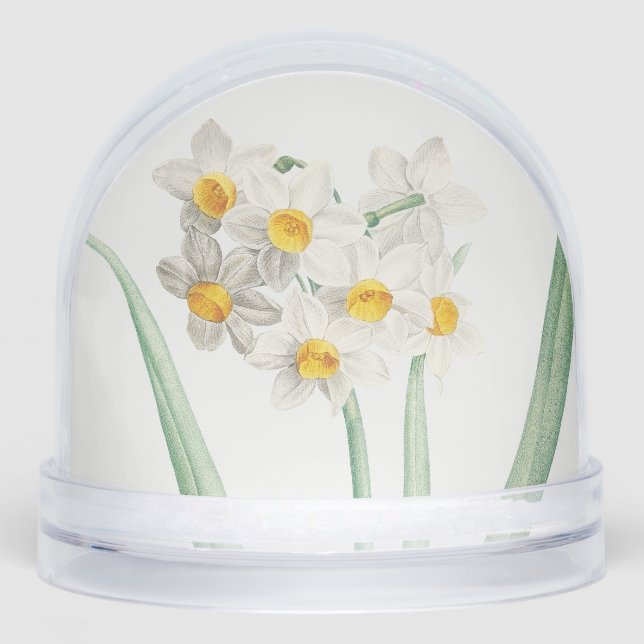 Narcisse, Pierre-Joseph Redouté, 1805 (Avant)