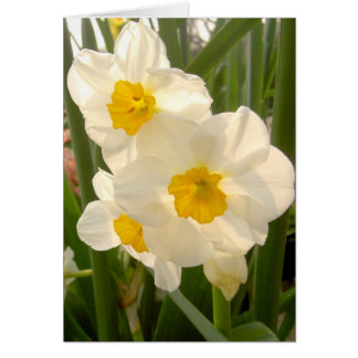 Narcissi du printemps