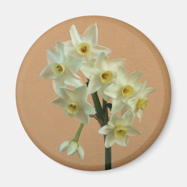 Narcissus Magnet (Devant)
