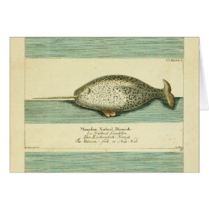 Narwhal Antique Baleine Aquarelle Art scientifique