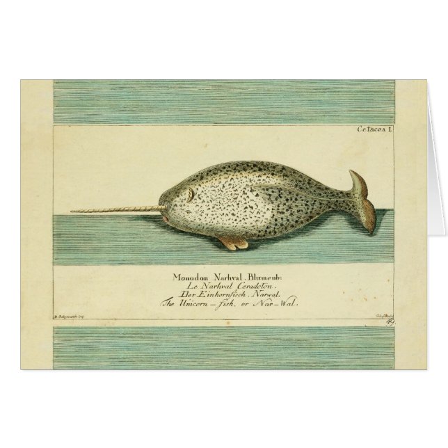Narwhal Antique Baleine Aquarelle Art scientifique (Devant horizontal)