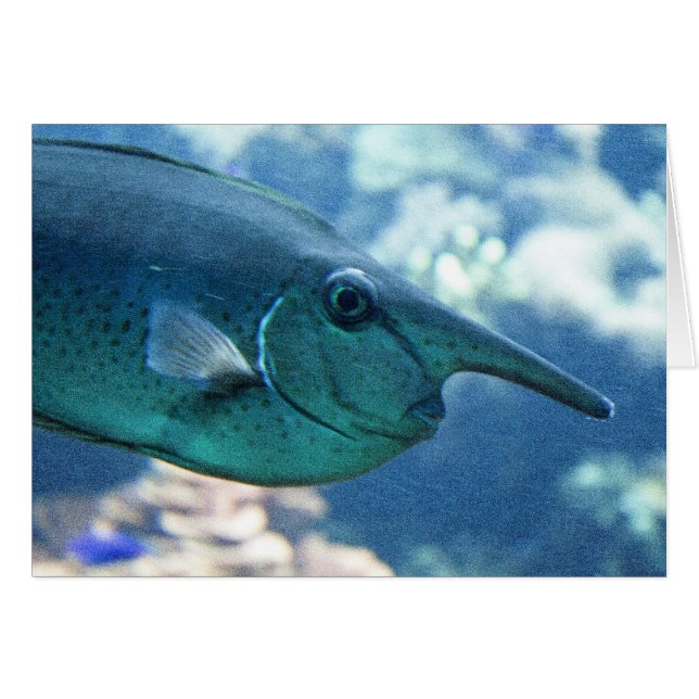 Naso brevirostris (Devant horizontal)