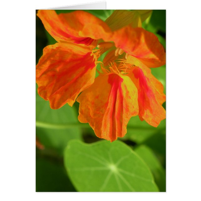 Nasturtium (Devant)