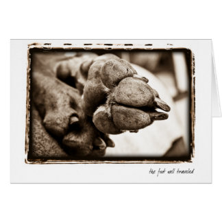 Nation de Weimaraner : "Le pied a bien voyagé "