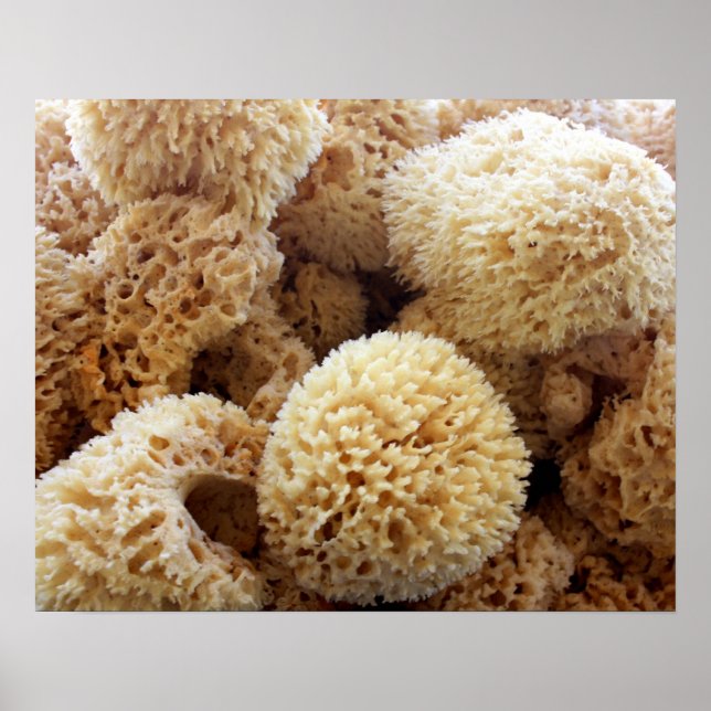 Natural Sponges Poster (Devant)