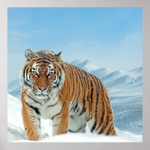 Nature Mountains Tiger Winter Neige Poster photo