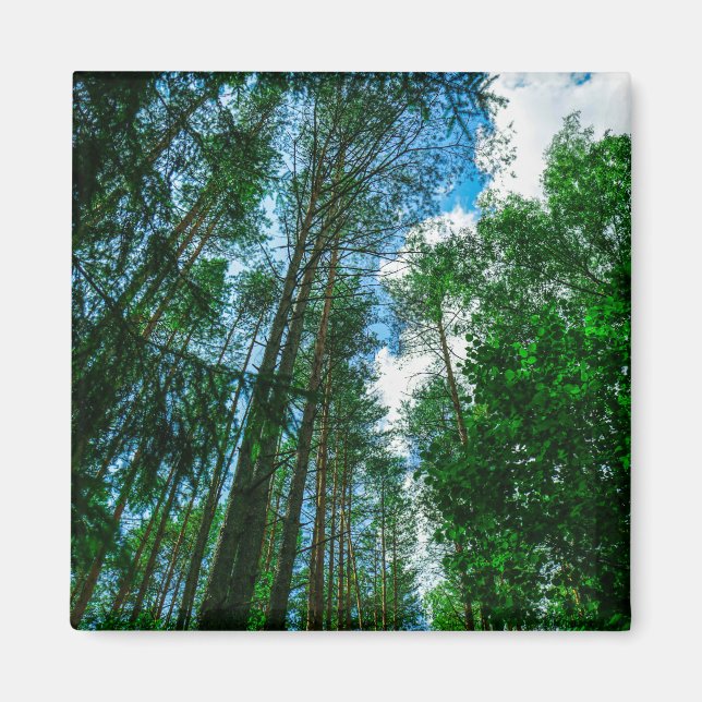 Nature Paysage Paysage Forêt Biélorussie Magnet (Devant)