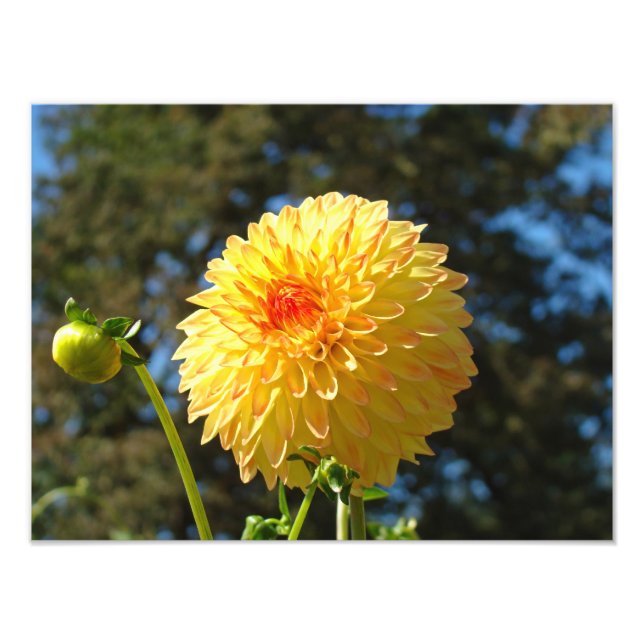 Nature Photographie art estampes Orange Dahlia Flo (Devant)