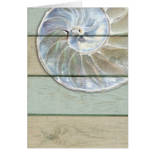 Nautilus Shell