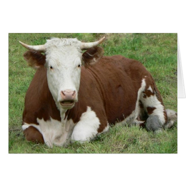 N'avez pas de carte de vache (Devant horizontal)