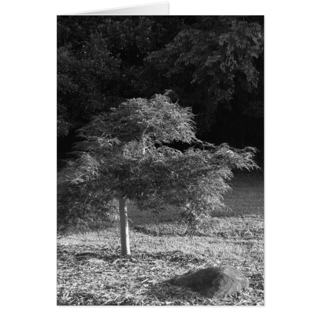 NC / Noir, carte (Devant)