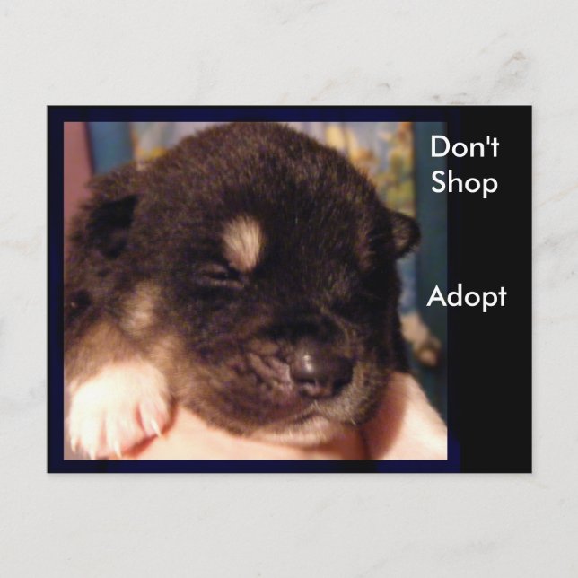 Ne pas acheter, adopter des cartes postales (Devant)