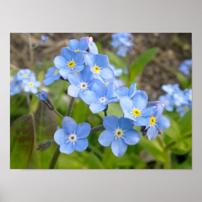 Ne pas m'oublier poster (Devant)