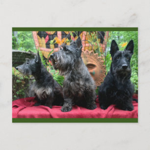 Ne pas regarder la carte postale