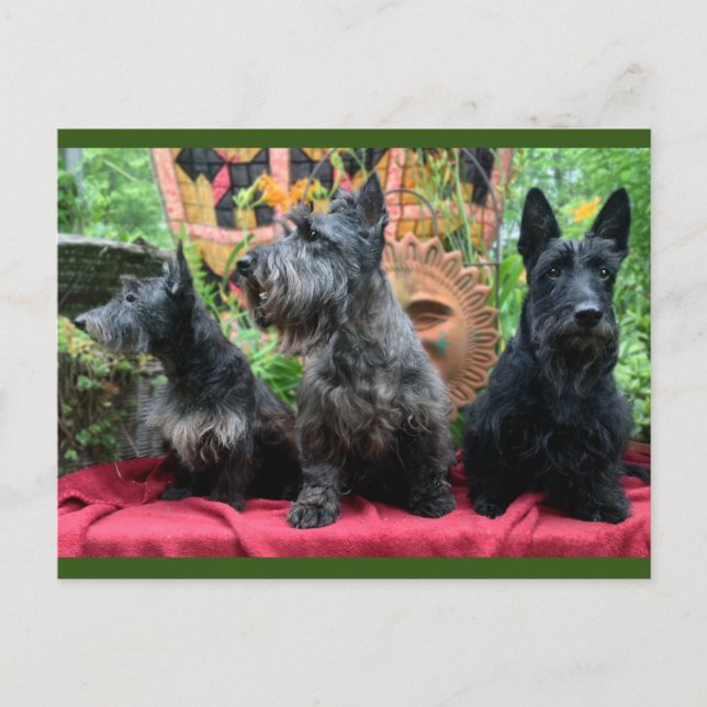 Ne pas regarder la carte postale (Devant)