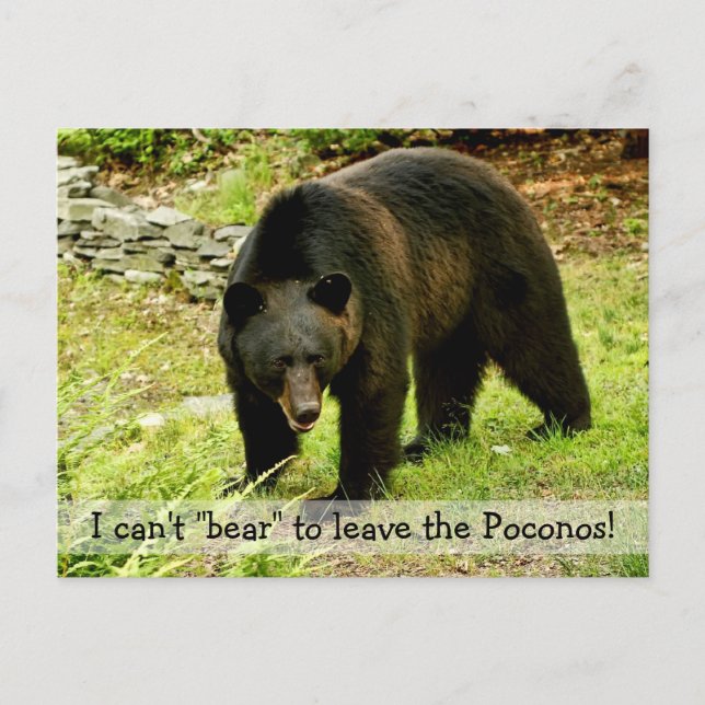 Ne peut pas "Ours" quitter Poconos carte postale (Devant)