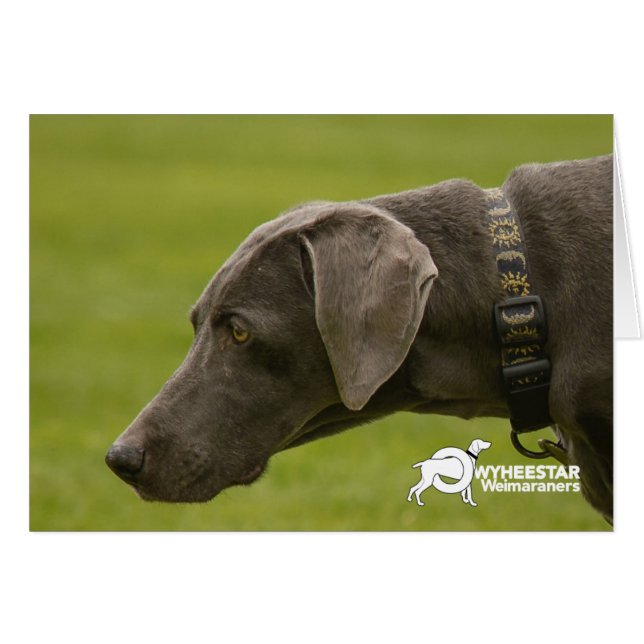 Ne sois pas triste (Devant horizontal)