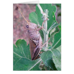 Ne soyez pas bercé par ce sauterelle