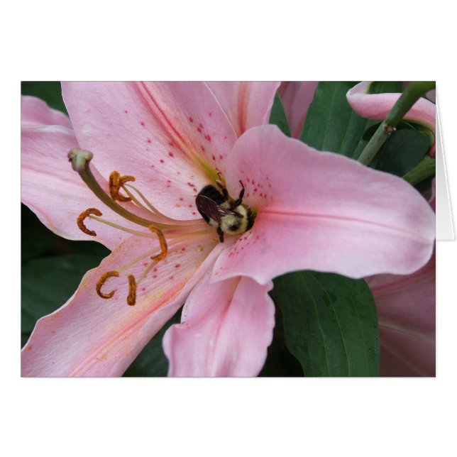 Nectar de l'Orient (Devant horizontal)