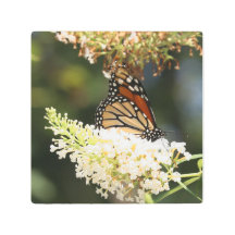 nectar de sipping de papillon monarque