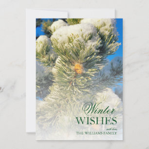 Neige fraîche sur aiguilles de pin