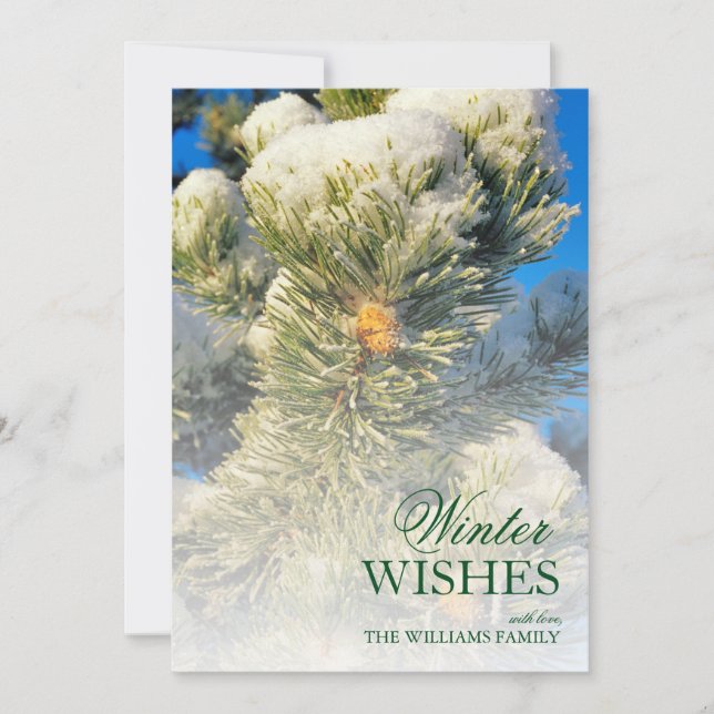 Neige fraîche sur les aiguilles de pin (Devant)