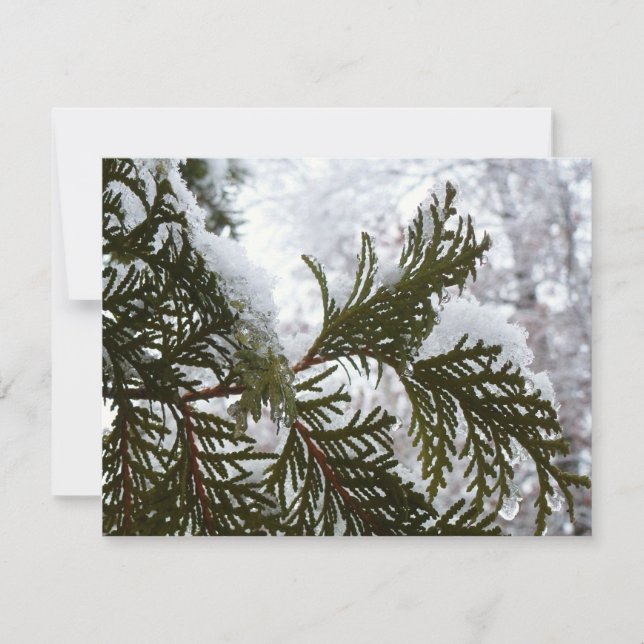 Neige sur les branches À feuillage persistant (Devant)