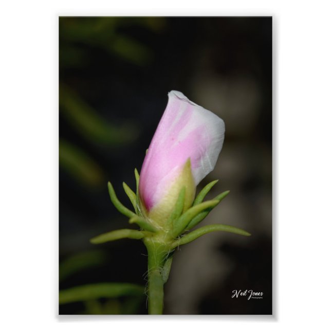 Neil Jones Photographie - Naissance d'un Rose (Devant)