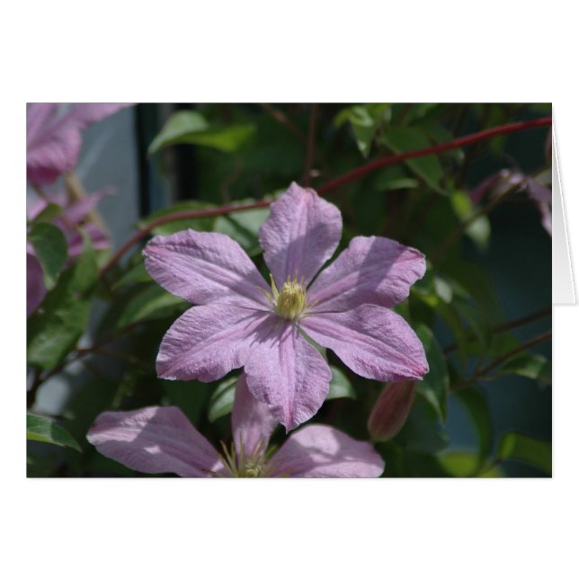 Nelly Moser Clematis 2009 (Devant Horizontal)