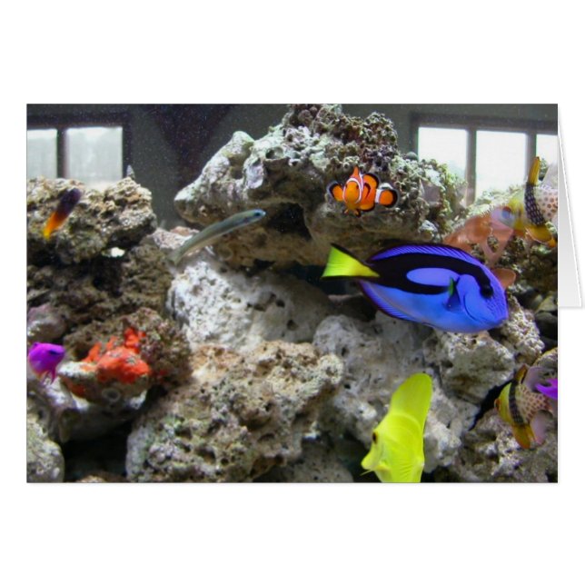 Nemo avec sa bande (Devant horizontal)