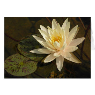 Nénuphar