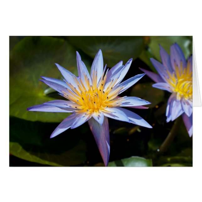 Nénuphar (Devant horizontal)