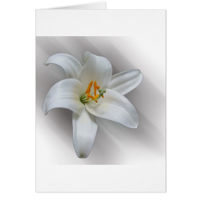 nénuphar blanc (Devant)